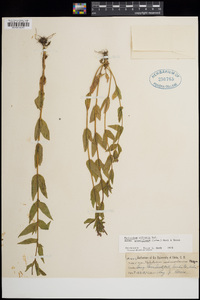 Epilobium ciliatum subsp. glandulosum image