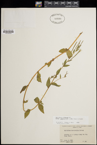 Epilobium ciliatum image