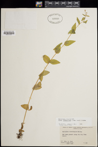 Epilobium ciliatum subsp. glandulosum image