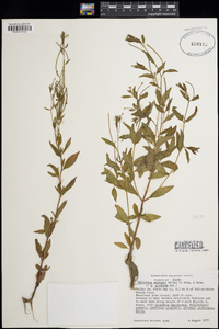 Epilobium ciliatum image