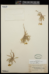 Tetrapteron graciliflorum image