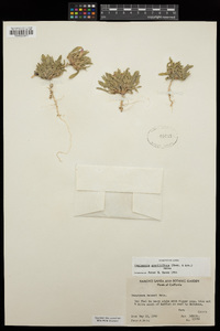 Tetrapteron graciliflorum image