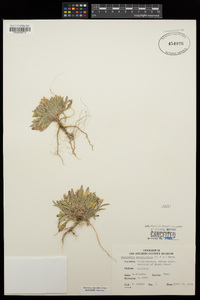 Tetrapteron graciliflorum image