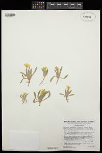 Tetrapteron graciliflorum image