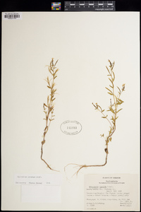 Epilobium minutum image