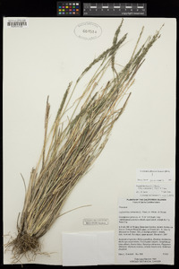 Leptochloa fusca subsp. uninervia image