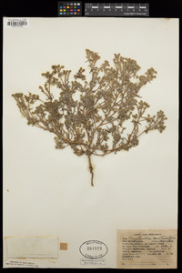 Cryptantha maritima image