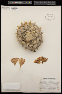 Ariocarpus retusus image