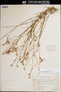 Oenothera lindheimeri image