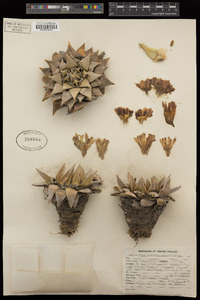 Ariocarpus retusus image