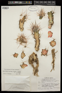 Coryphantha macromeris subsp. macromeris image