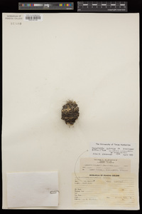 Coryphantha nickelsiae image