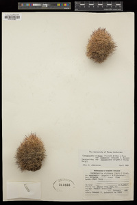 Coryphantha vivipara image