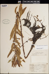 Ludwigia grandiflora image