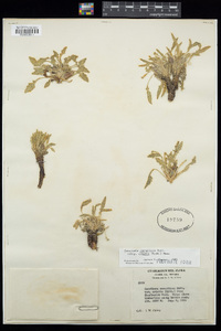 Oenothera cespitosa subsp. crinita image