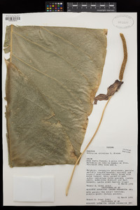 Anthurium colonicum image
