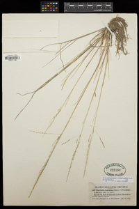 Puccinellia nutkaensis image