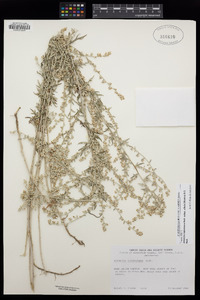 Artemisia ludoviciana subsp. albula image