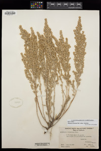 Artemisia tridentata subsp. tridentata image