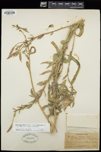 Oenothera elata image