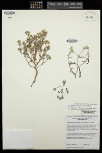 Cryptantha decipiens image