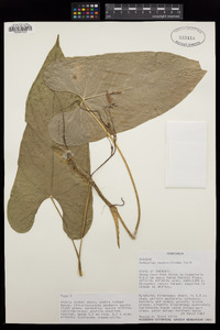 Anthurium humboldtianum image