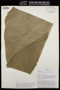 Anthurium humboldtianum image