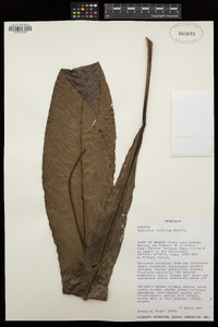 Anthurium lilacinum image
