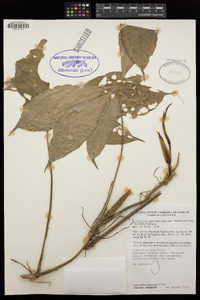 Anthurium pentaphyllum image