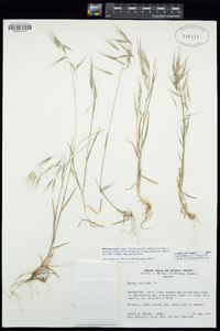 Bromus tectorum image