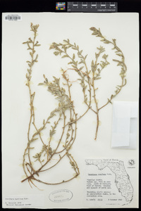 Oenothera humifusa image