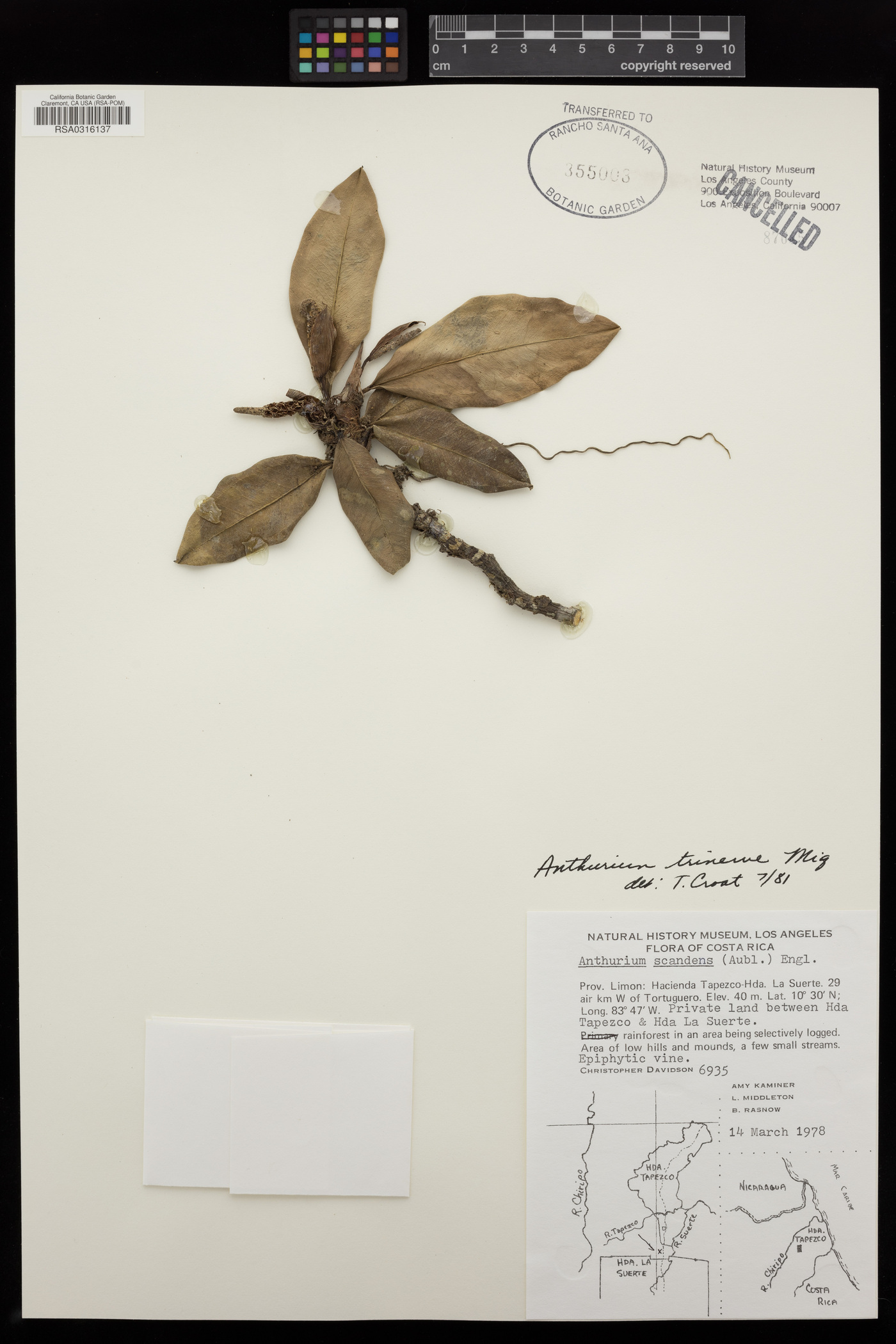 Anthurium obtusum subsp. obtusum image