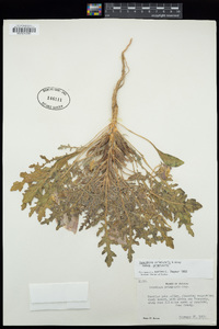 Oenothera primiveris image