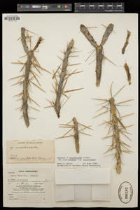 Cylindropuntia × tetracantha image