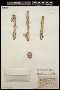 Cylindropuntia × tetracantha image