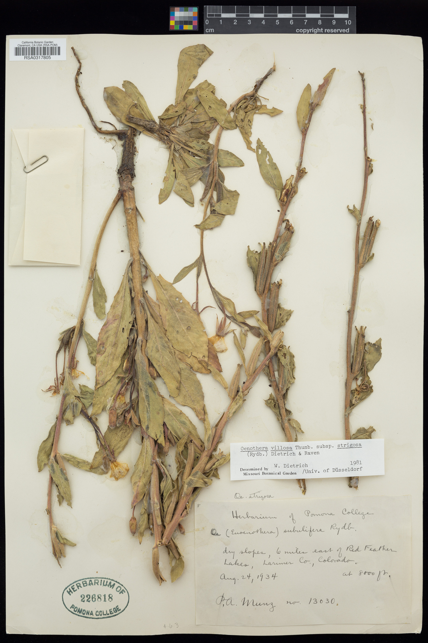 Oenothera villosa image