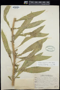 Oenothera villosa image