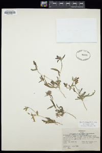 Mentzelia montana image