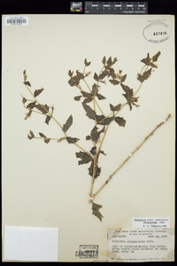 Mentzelia oligosperma image