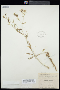 Mentzelia procera image