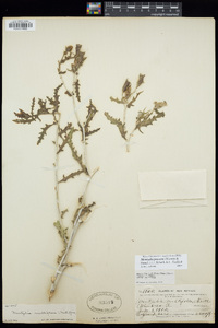 Mentzelia procera image