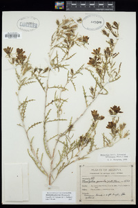 Mentzelia procera image