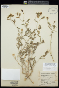 Mentzelia procera image