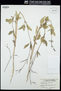 Boerhavia coulteri image