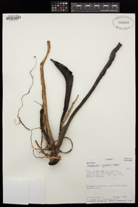 Philodendron ligulatum image