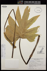 Spathantheum orbignyanum image