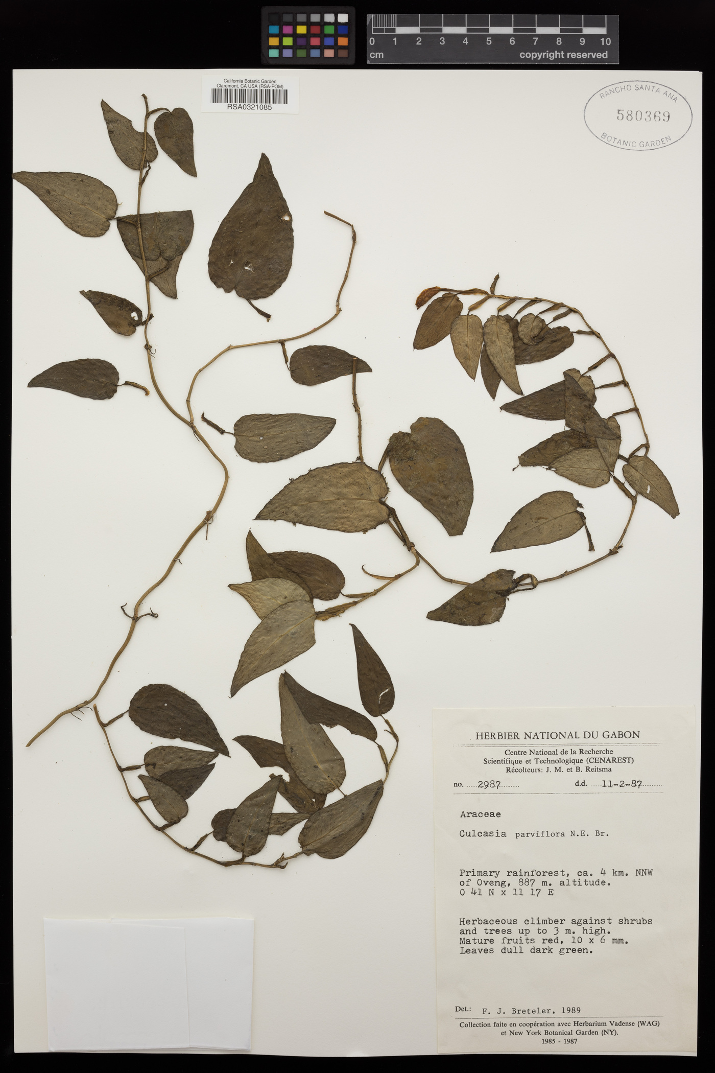 Culcasia parviflora image