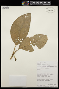Image of Culcasia striolata