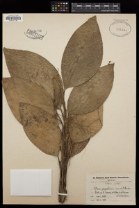 Image of Culcasia yangambiensis
