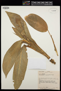 Image of Dieffenbachia crebripistillata